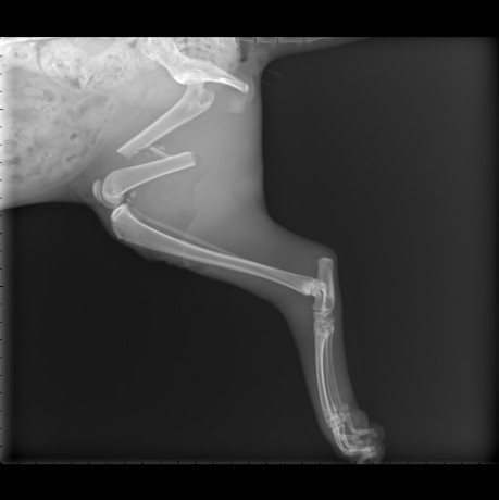 Kočka zlomenina stehenní kosti