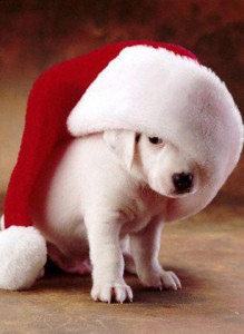 christmas-dog.jpg